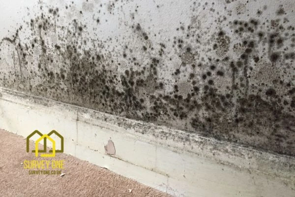 What’s the First Step to Take When You Notice Damp on a Party Wall Richmond?